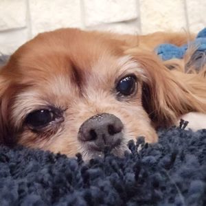 Meet your Posher, Dede